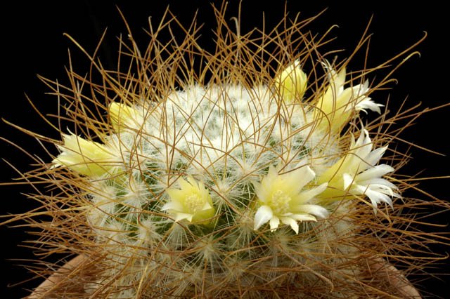 Mammillaria_rekoi_ssp_leptacantha